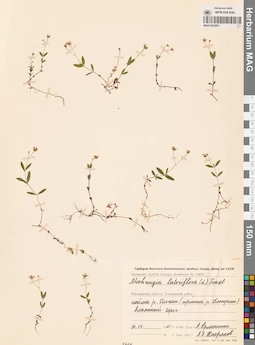 MAG 0023801