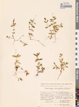 MAG 0023802