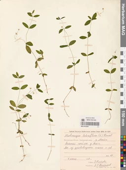 MAG 0023803