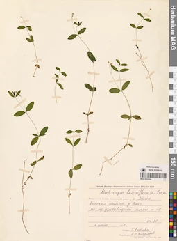 MAG 0023804