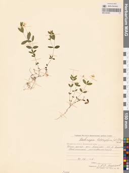 MAG 0023805