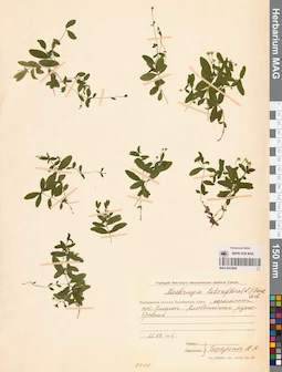 MAG 0023806