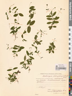 MAG 0023807
