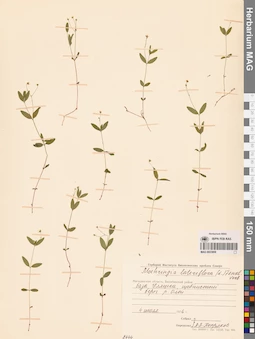 MAG 0023808