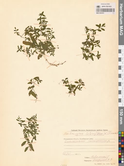 MAG 0023810