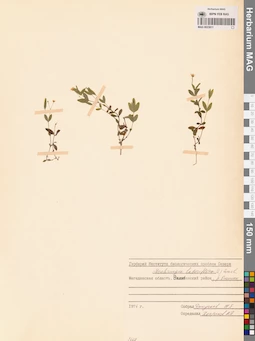 MAG 0023811