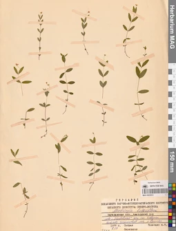 MAG 0023812