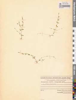 MAG 0023813