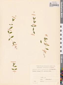 MAG 0023815