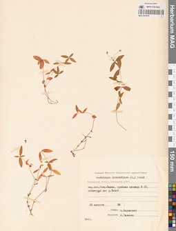 MAG 0023816