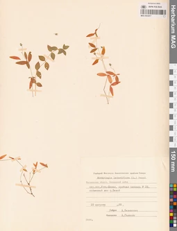 MAG 0023817