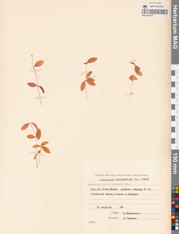 MAG 0023818