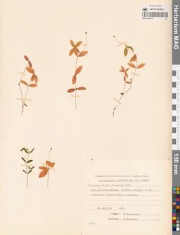 MAG 0023819