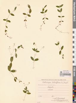 MAG 0023821