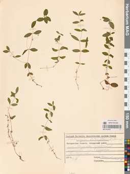 MAG 0023822