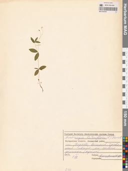 MAG 0023823