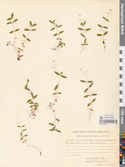 MAG 0023825