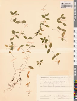 MAG 0023826
