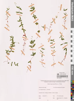 MAG 0023828