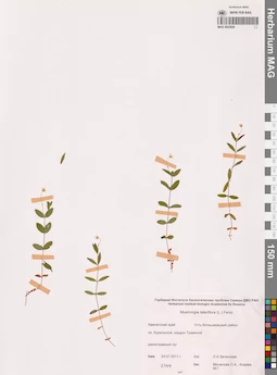 MAG 0023829