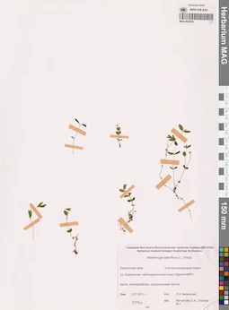 MAG 0023830