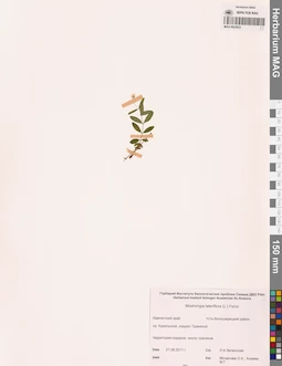 MAG 0023833