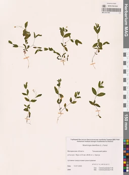 MAG 0011695