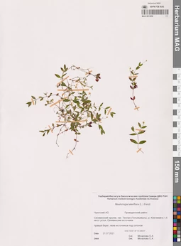 MAG 0013952