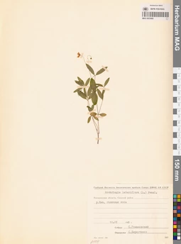 MAG 0023685
