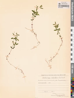 MAG 0023690