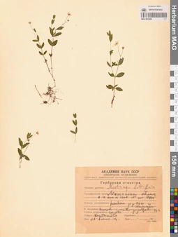 MAG 0023693