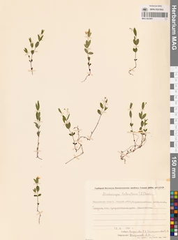 MAG 0023697