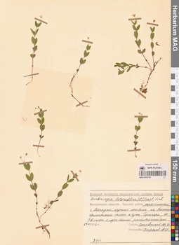 MAG 0023704