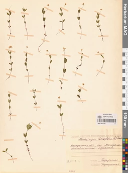 MAG 0023705