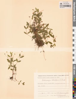MAG 0023707