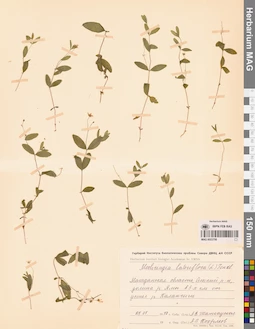 MAG 0023708
