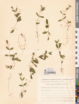 MAG 0023710