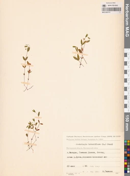 MAG 0023712