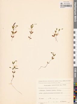 MAG 0023713