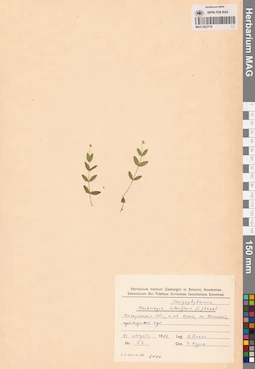 MAG 0023718