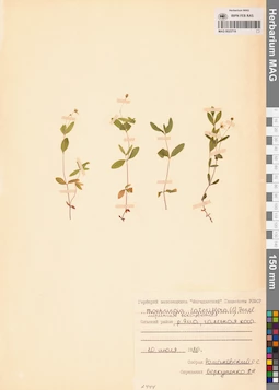 MAG 0023719