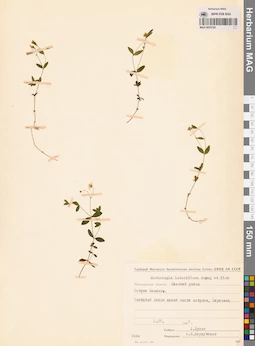 MAG 0023720
