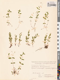 MAG 0023727