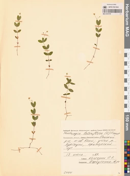 MAG 0023728