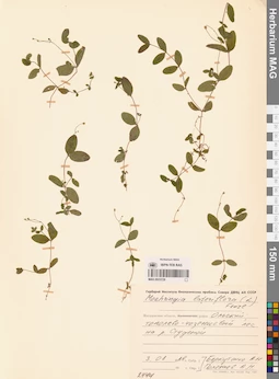 MAG 0023729