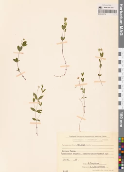 MAG 0023732
