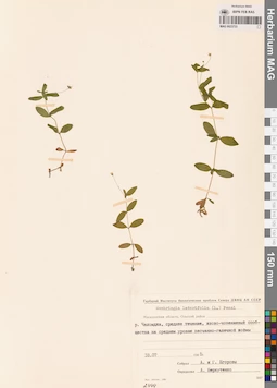 MAG 0023733