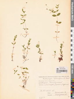 MAG 0023734