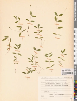 MAG 0023735
