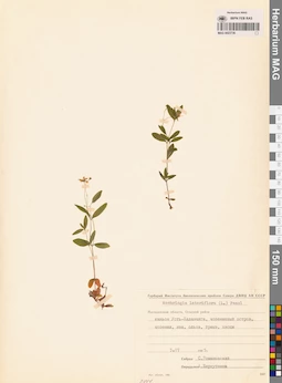 MAG 0023736